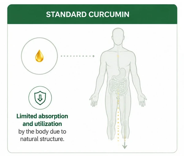 Limited Oral Bioavailability of Curcumin Limited Oral Bioavailability of Curcumin